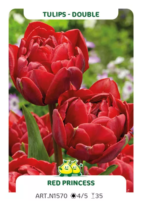 Tulipa dubbel 'Red Princess'