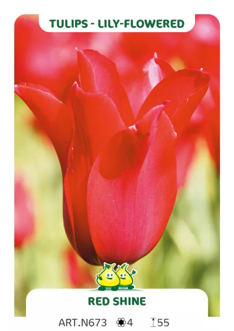 Tulipa liliflorum 'Red Shine' Tulipa liliflorum 'Red Shine'