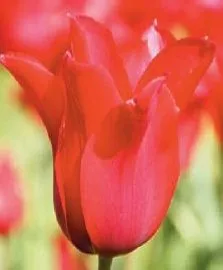 Tulipa liliflorum 'Red Shine'