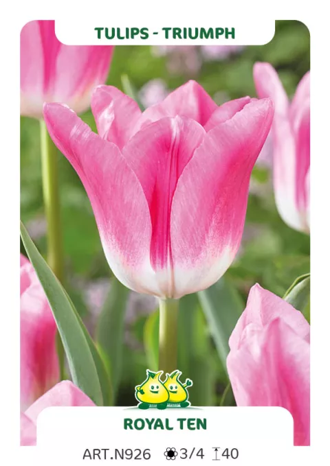 Tulipa triumph 'Royal Ten'