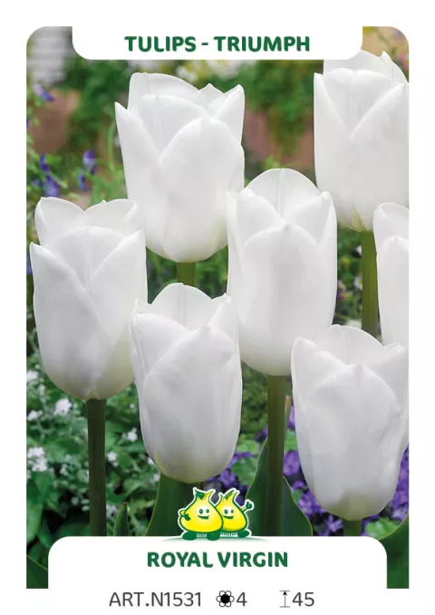 Tulipa triumph 'Royal Virgin'