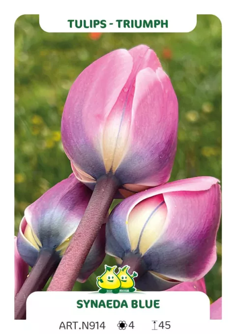 Tulipa triumph 'Synaeda Blue'