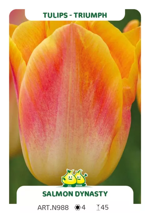 Tulipa triumph 'Salmon Dynasty'