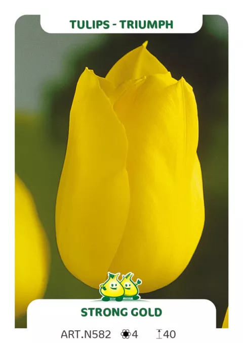 Tulipa triumph 'Strong Gold'