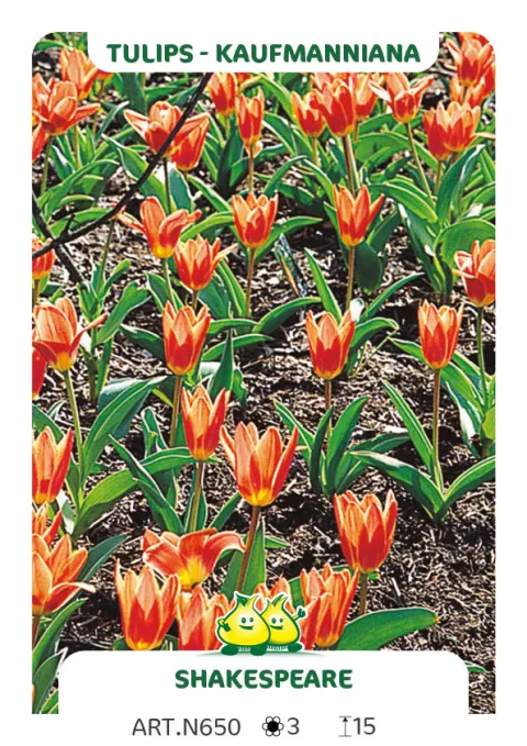 Tulipa kaufmanniana 'Shakespeare'