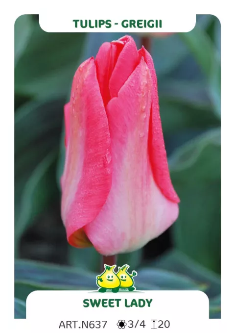 Tulipa greigii 'Sweet Lady'