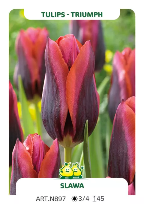 Tulipa triumph 'Slawa'