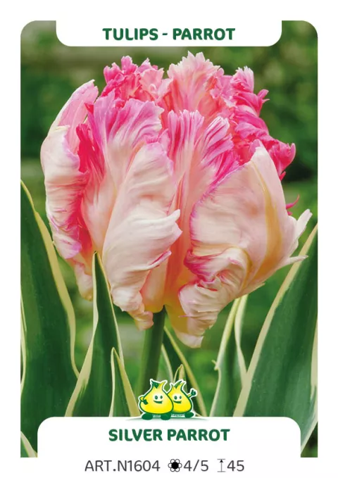 Tulipa parkiet 'Silver Parrot'