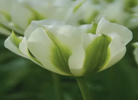 Tulipa viridiflora 'Springgreen'