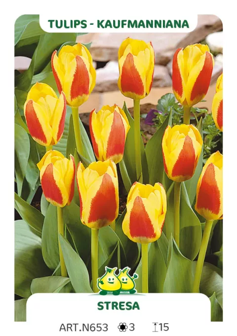 Tulipa kaufmanniana 'Stresa'