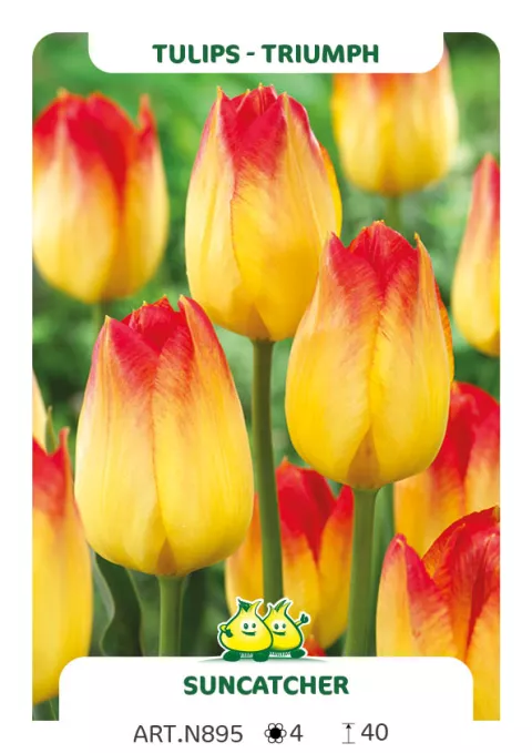 Tulipa triumph 'Suncatcher'