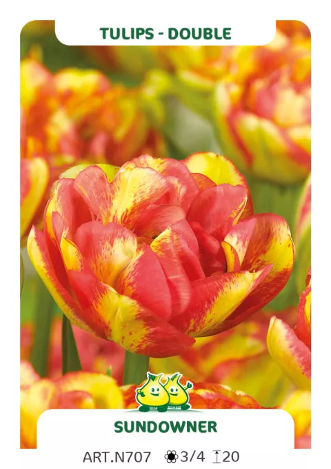 Tulipa dubbel 'Sundowner'