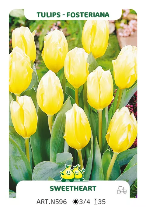 Tulipa fosteriana 'Sweetheart'