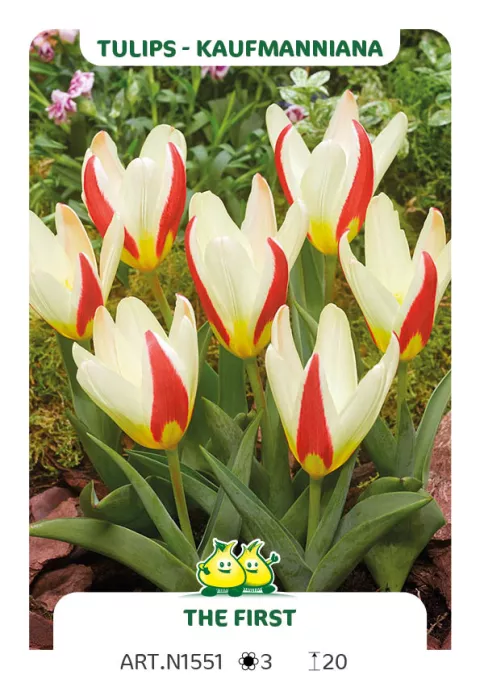 Tulipa kaufmanniana 'The First'