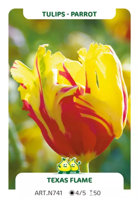 Tulipa parkiet 'Texas Flame'