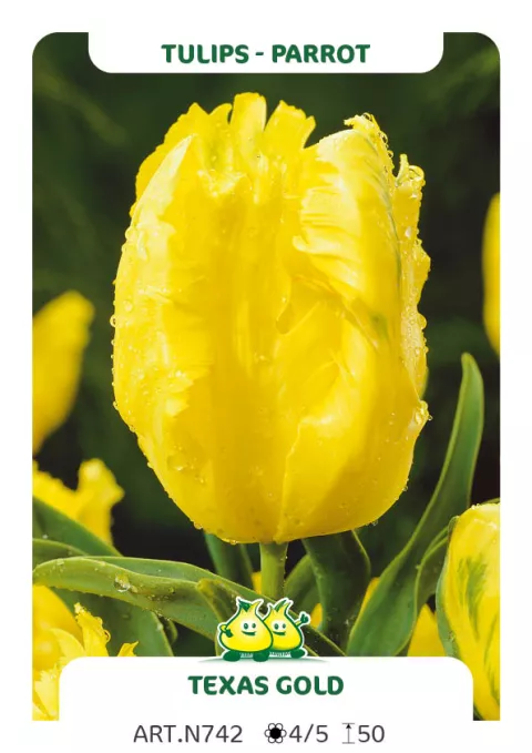Tulipa parkiet 'Texas Gold'