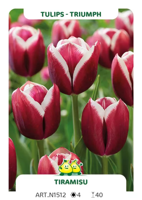 Tulipa triumph 'Tiramisu'