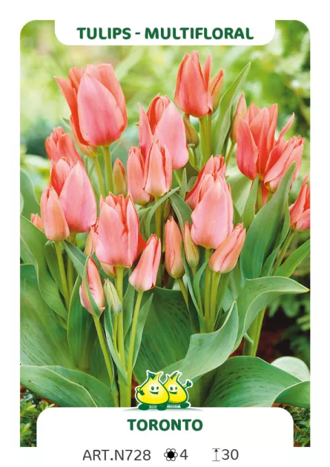 Tulipa multi 'Toronto'