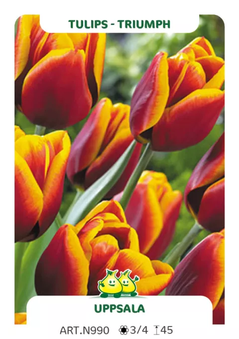 Tulipa triumph 'Uppsala'