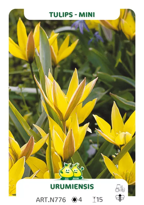 Tulipa mini 'Urumiensis'