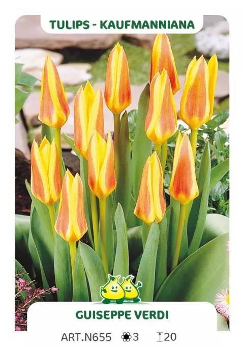 Tulipa kaufmanniana 'Guiseppe Verdi'