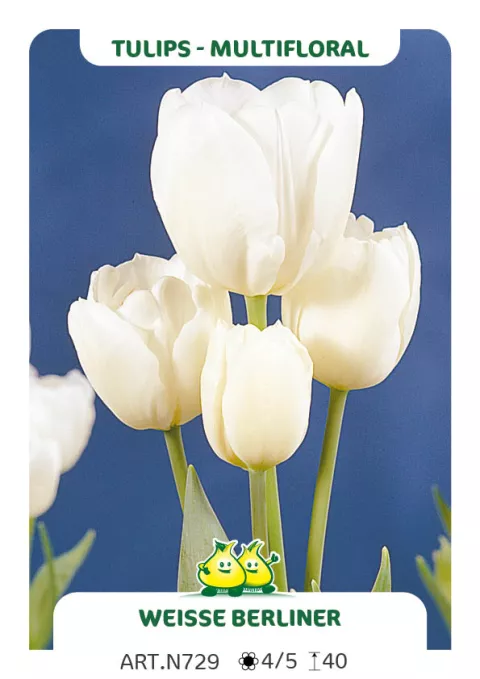 Tulipa multi 'Weisse Berliner'