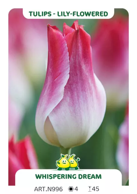 Tulipa triumph 'Whispering Dream'