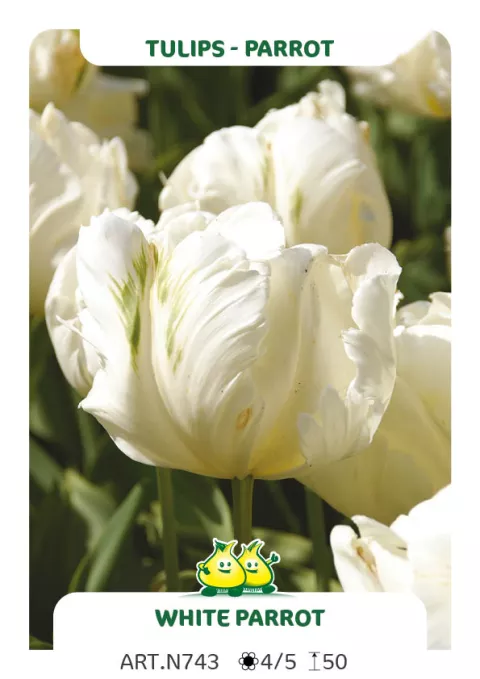 Tulipa parkiet 'White Parrot'