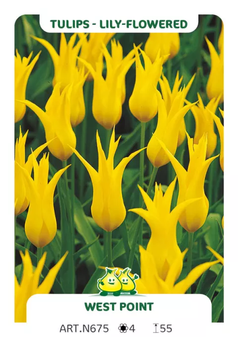 Tulipa liliflorum 'West Point' Tulipa liliflorum 'West Point'