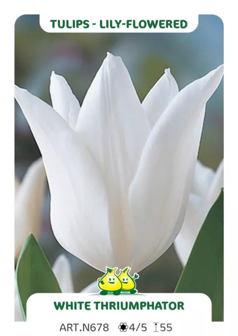 Tulipa liliflorum 'White Triumphator'
