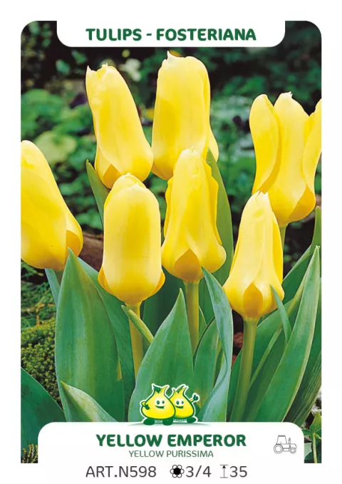 Tulipa fosteriana 'Yellow Emperor'