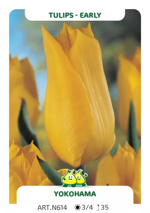 Tulipa (EV) 'Yokohama'