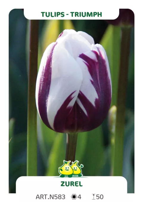 Tulipa triumph 'Zurel'