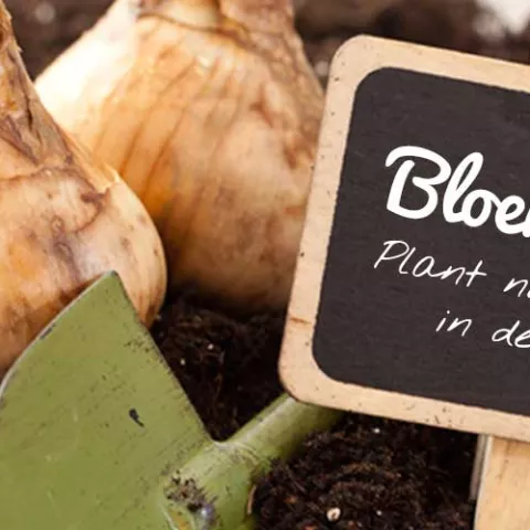 Bloembollen