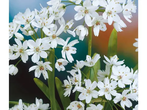 Allium 'Cowanii'