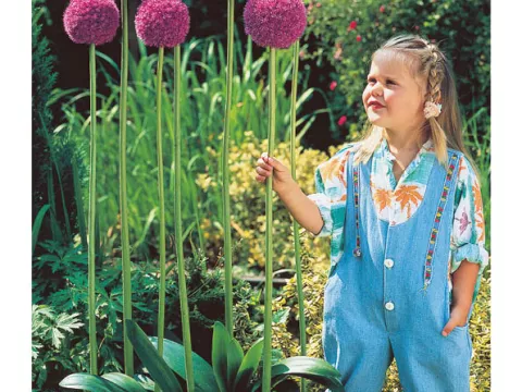 Allium giganteum