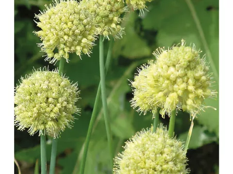 Allium 'Obliquum'