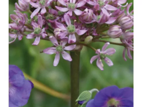 Allium 'Pink Jewel'