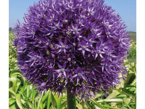 Allium 'Pinball Wizard'