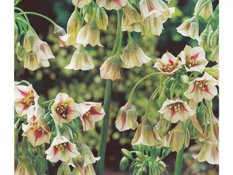 Allium 'Siculum'