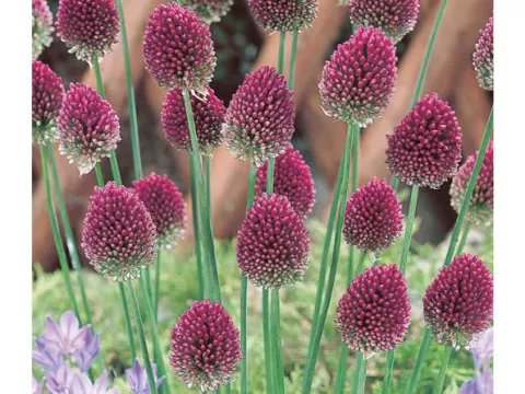 Allium sphaerocephalon