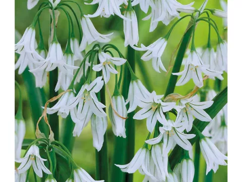 Allium triquertum