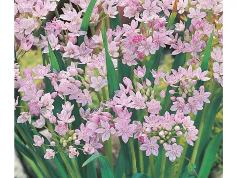 Allium 'Unifolium'