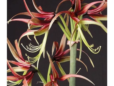 Amaryllis 'Chico'