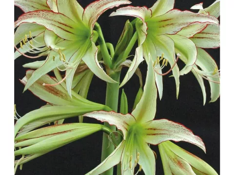 Amaryllis 'Emerald'