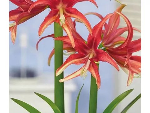 Amaryllis 'Quito'