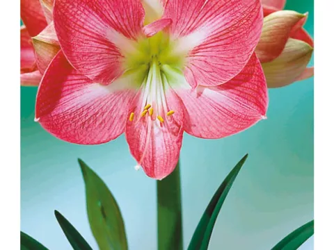 Amaryllis roze