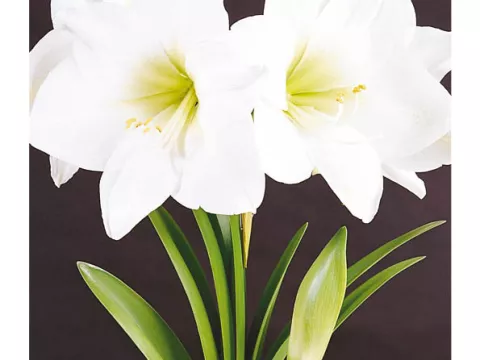 Amaryllis wit