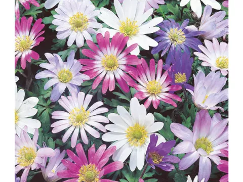 Anemone blanda 'Mix'