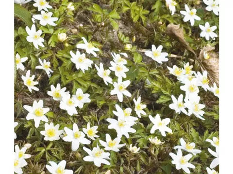 Anemone nem. 'Alba'